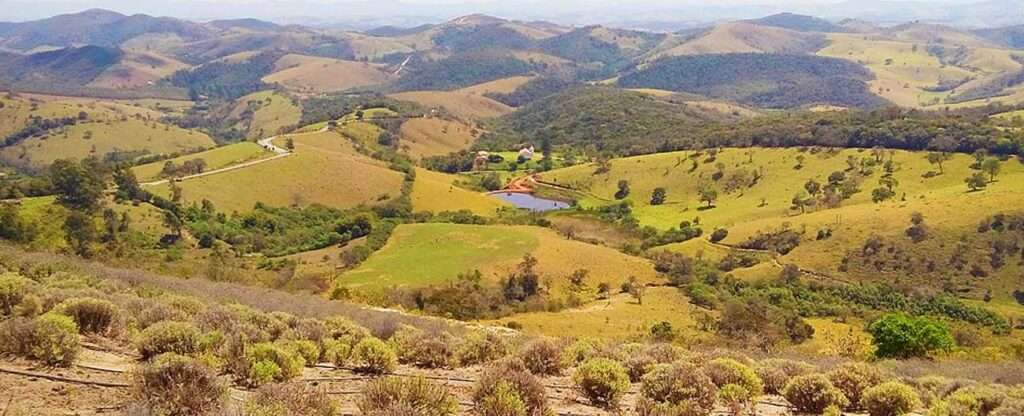 Plantação de Lavandas em Cunha - Foto: Tomás R M de Paula – Wikimedia Commons