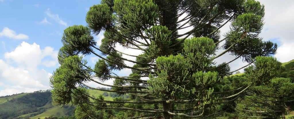 Vista de uma árvore araucária