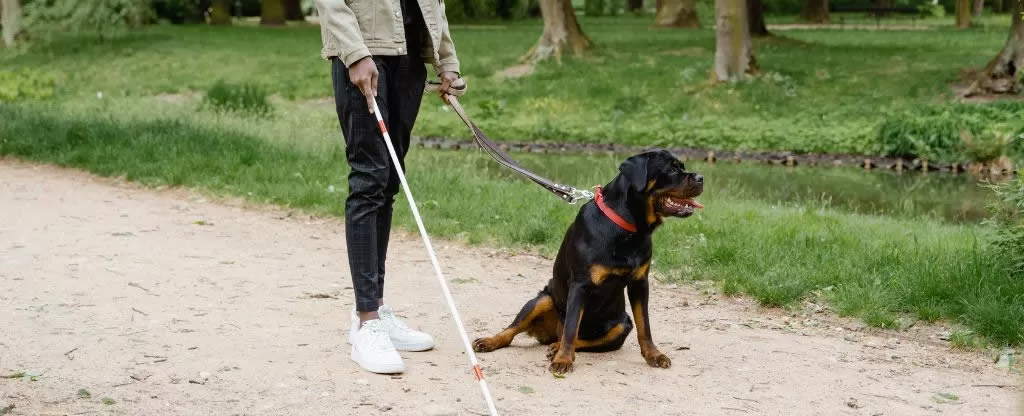 Homem caminhando com cão guia Homem caminhando com cão guia