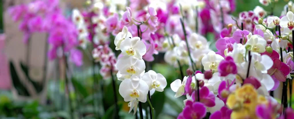 Orquídeas coloridas Orquídeas coloridas - O que fazer em Monte Verde