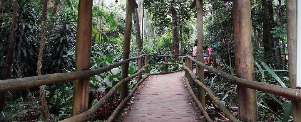 Trilha acessível da nascente em São Paulo Trilha acessível da nascente em São Paulo