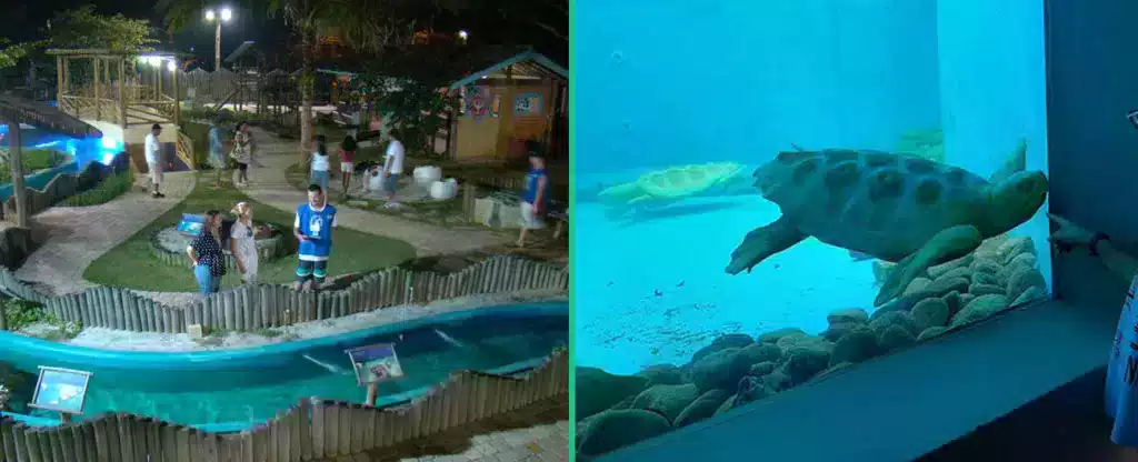 Projeto Tamar - Ubatuba