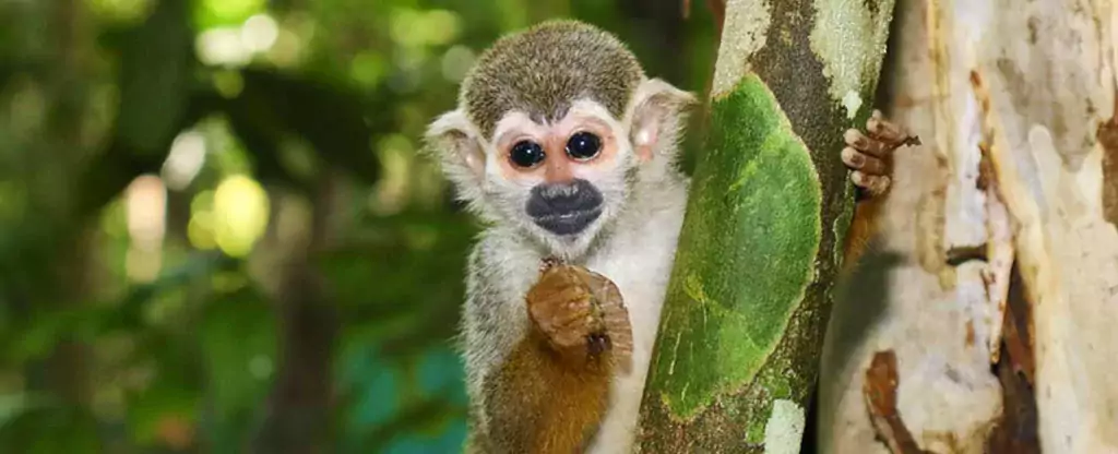 Bioparque da Amazônia