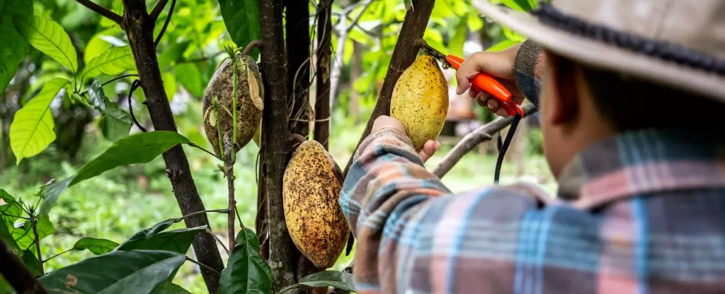 Pessoa colhendo cacau Pessoa colhendo cacau