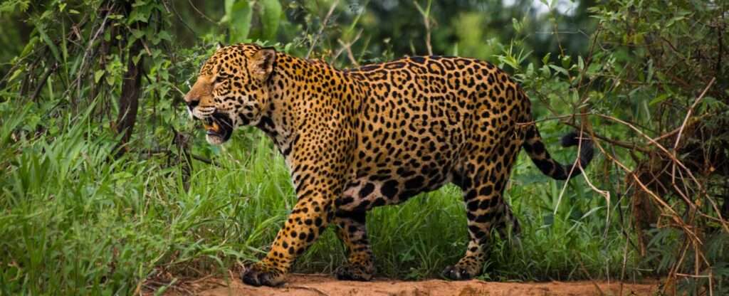 Onça no Pantanal - Foto: Lonardo Ramos – Wikimedia Commons