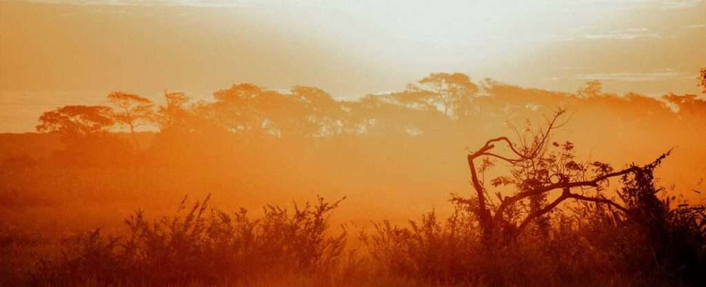 Poconé (MS) - Foto: Agnieszka Stankiewicz – Unsplash