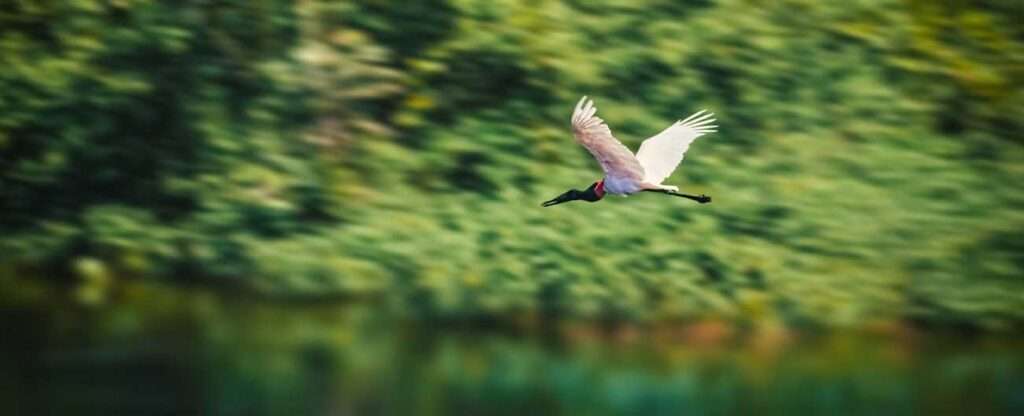 Rio Paraguai - Corumbá (MS) - Foto: Filipe Sizilio – Unsplash