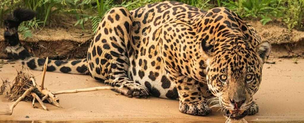 Onça no Pantanal em Poconé (MT) - Foto: Joanne de Graaff – Unsplash