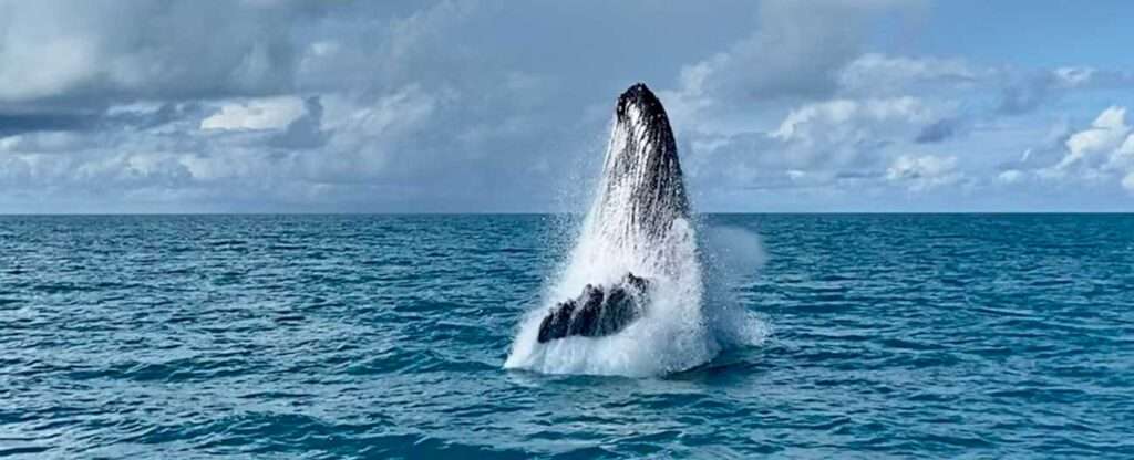 Baleia no arquipélago dos Abrolhos (BA) - Foto: Ricardo Frantz – Unsplash